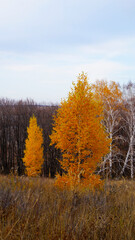 autumn in the forest