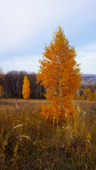 autumn in the forest