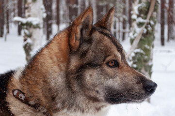 hunting dog in the winter forest portrait