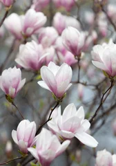 Foto op Canvas magnolia bloemen © misu