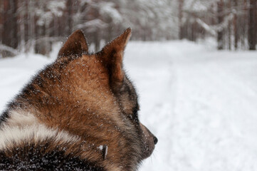 hunting dog in the winter forest portrait