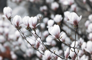magnolia flowers