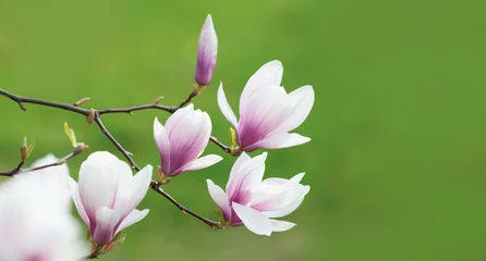 Foto op Canvas magnolia flowers © misu