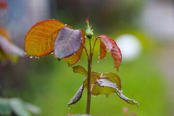Background from green foliage of a rose bush.