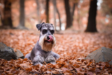 Schnauzer is lying in nature around are leaves. She is so cute dog.