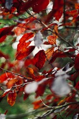 red autumn leaves