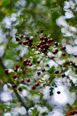 berries on a branch