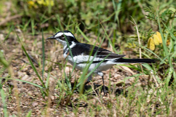 Bergeronnette du Cap,.Motacilla capensis, Cape Wagtail