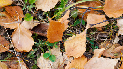 mushroom in autumn