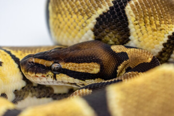 Ball python, snake, exotic 