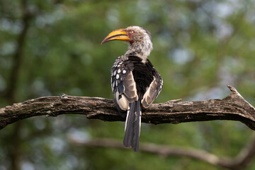 Calao leucomèle,.Tockus leucomelas, Southern Yellow billed Hornbill