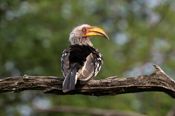 Calao leucomèle,.Tockus leucomelas, Southern Yellow billed Hornbill