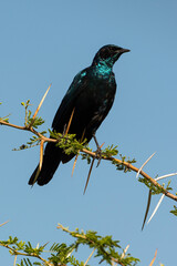 Fototapeta premium Choucador à épaulettes, rouges,.Lamprotornis nitens; Cape Starling