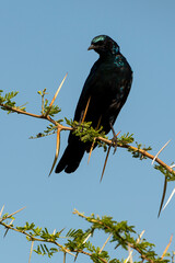 Choucador à épaulettes, rouges,.Lamprotornis nitens; Cape Starling