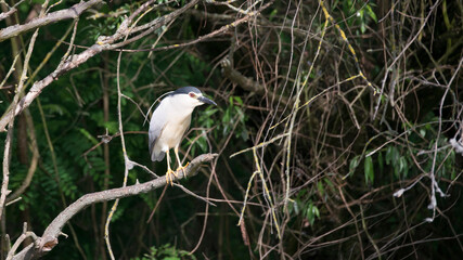 Night Heron in Spain Parc Natural del Delta de l'Ebre