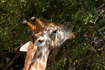 Girafe, Giraffa Camelopardalis, Parc national Kruger, Afrique du Sud