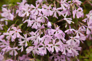 春の庭に咲くシバザクラ