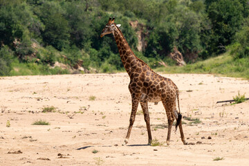 Girafe, Giraffa Camelopardalis, Parc national Kruger, Afrique du Sud