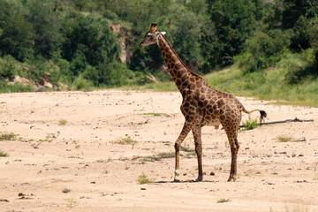 Obraz premium Girafe, Giraffa Camelopardalis, Parc national Kruger, Afrique du Sud