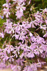 春の庭に咲くシバザクラ