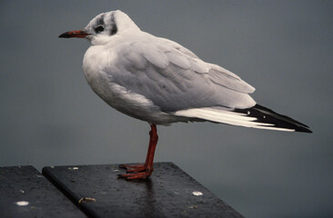 Mouette rieuse,.Chroicocephalus ridibundus, Black headed Gull