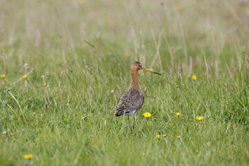 A black-tailed Godwit in the grass