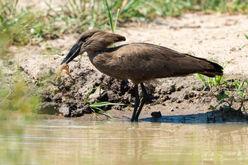 Ombrette africaine,. Scopus umbretta, Hamerkop