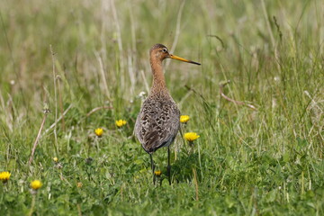 A black-tailed Godwit in the grass