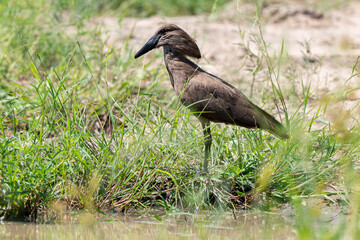 Ombrette africaine,. Scopus umbretta, Hamerkop