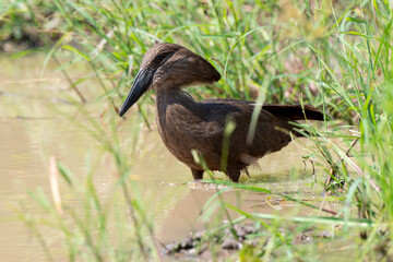 Ombrette africaine,. Scopus umbretta, Hamerkop