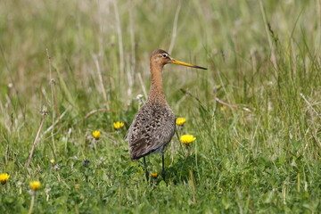 A black-tailed Godwit in the grass