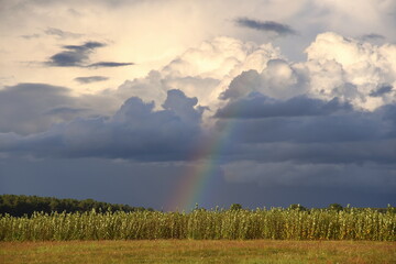 Fototapeta na wymiar Regenbogen über einem Feld