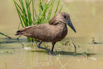 Ombrette africaine,. Scopus umbretta, Hamerkop
