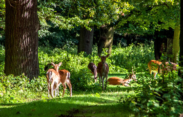 Löns Park-Hannover