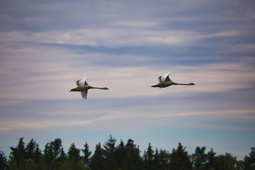 Swans air patrol
