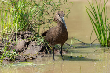 Ombrette africaine,. Scopus umbretta, Hamerkop