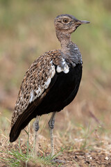 Outarde houppette,.Lophotis ruficrista, Red crested Korhaan