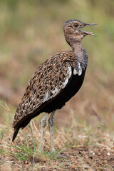 Outarde houppette,.Lophotis ruficrista, Red crested Korhaan