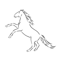 horse vector illustration - black and white outline. beautiful horse, horse icon, vector sketch illustration, the horse is beautiful, vector sketch illustration