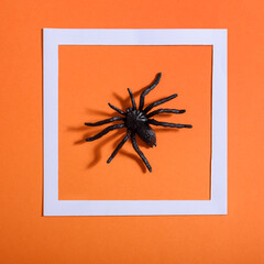 Empty white frame with scary black spider on orange paper. Halloween background layout. Minimal flat lay design.
