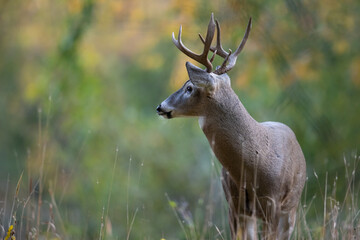 Buck deer looking to the side.