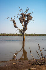 Républicain social, Philetairus socius, Sociable Weaver, Sunst Dan, Parc national Kruger, Afrique du Sud