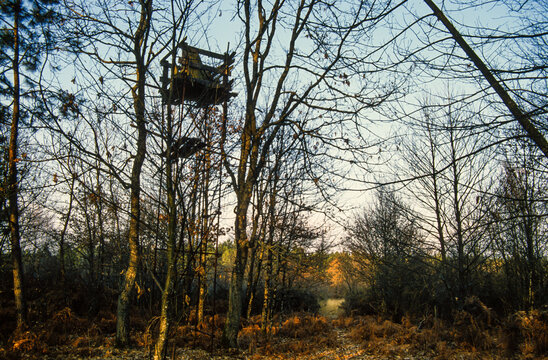 Palombi&egrave;re, Landes, 40