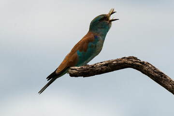 Rollier d'Europe,.Coracias garrulus, European Roller