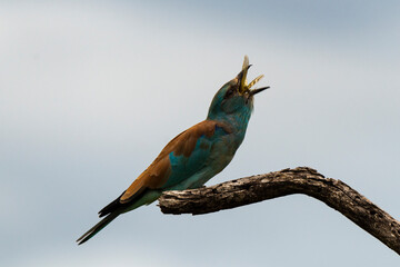 Rollier d'Europe,.Coracias garrulus, European Roller