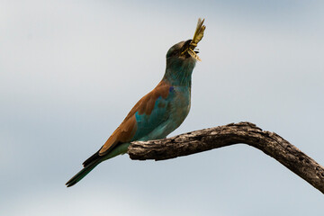 Obraz premium Rollier d'Europe,.Coracias garrulus, European Roller