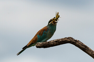 Rollier d'Europe,.Coracias garrulus, European Roller