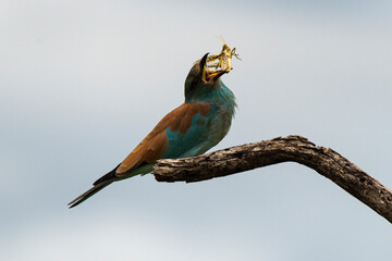 Rollier d'Europe,.Coracias garrulus, European Roller