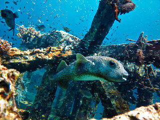 Underwater photo of a cute and funny Puffer fish. From a scuba dive in Thailand.