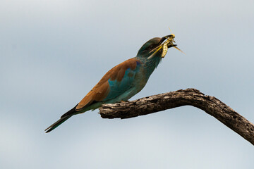 Rollier d'Europe,.Coracias garrulus, European Roller
